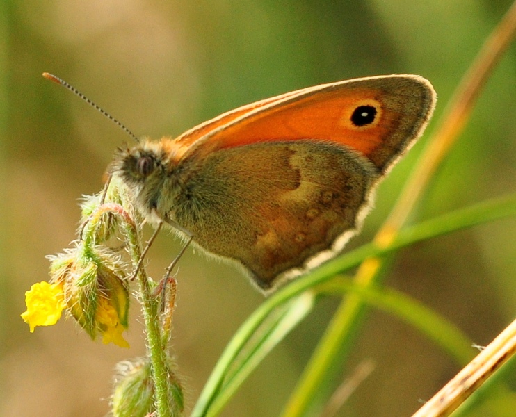 Coenonympha